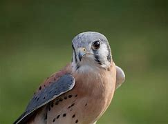 Image result for Kestrel Falconry