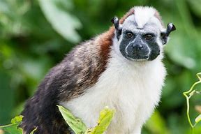 Image result for Panama Mammals