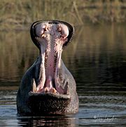 Image result for Hippo Yawn