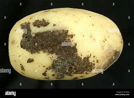 Image result for Rhizoctonia Solani