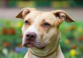 Image result for A Pit Bull