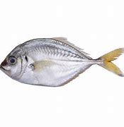 Image result for Paal Parai Meen