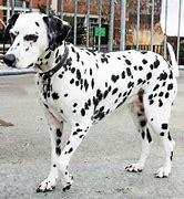 Image result for Dalmation Rat