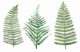 Image result for New Zealand Fern Clip Art