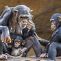 Image result for 6Ft Chimpanzee