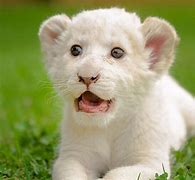 Image result for male lion cub names