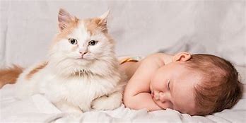 Image result for Baby Cats