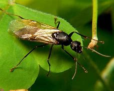 Image result for A Flying Ant