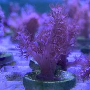 Image result for Bleaching Kenya Tree Coral