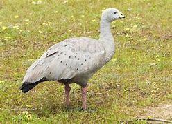 Image result for Cape Barren Geese