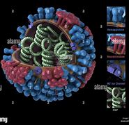 Image result for Contoh Virus Orthomyxoviridae