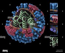 Image result for Orthomyxovirus