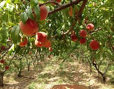 Image result for Peach Orchard in Four Seasons