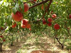 Image result for Aucfan Peach