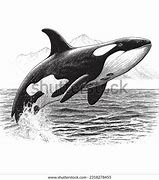 Image result for Orca Art