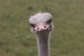 Image result for Bald Ostrich