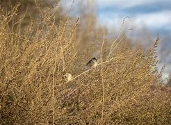 Image result for Flock of Sparrows