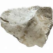 Image result for Turtle Shell Fossil