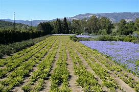 Image result for Mistletoe Seeds