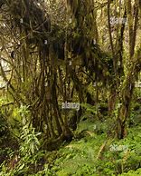 Image result for yungas cloud forest