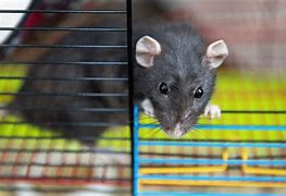 Image result for Hati Rats