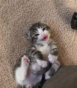 Image result for Happy Kitty