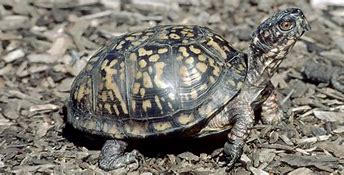 Image result for Turtle Formation