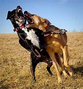 Image result for Dogs Play Fighting