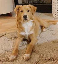 Image result for Shepherd Golden Retriever Mix Puppy