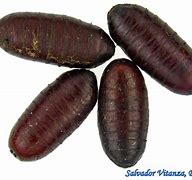 Image result for House Fly Pupa