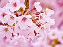 Image result for Cherry Blossom Wallpaper Desktop