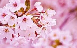 Image result for Cherry Blossom Characteristics