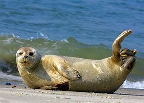 Image result for Pinniped