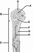 Image result for Long Skinny Bone Identifacation