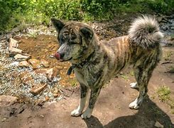 Image result for Brindle Akita