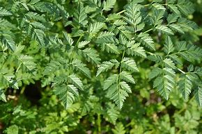 Image result for Hemlock Pics