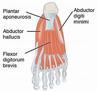 Image result for Plantar Foot Muscles