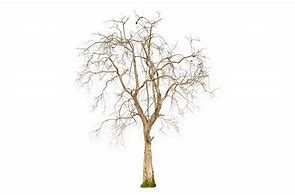 Image result for Brown Dry Tree