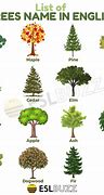 Image result for Sahra Pics with Trees