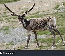 Image result for Reindeer Also Known as Caribou