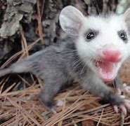 Image result for Cool Possum