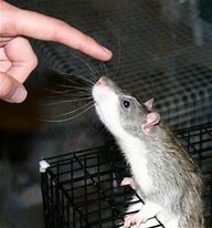 Image result for Rat Whiskers