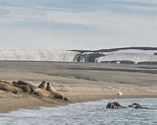 Image result for Baby Nordic Walrus