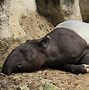 Image result for Tapir Wallpaper