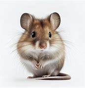 Image result for Fancy Mouse White Background