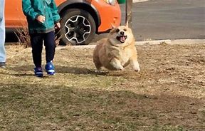 Image result for Chonky Corgi