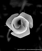 Image result for Macro Eye Photography Black and White