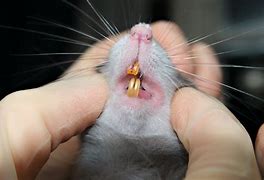 Image result for Rat with Teeth