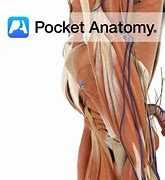 Image result for Buttock Nerves