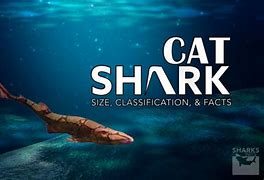 Image result for Cat Shark Species